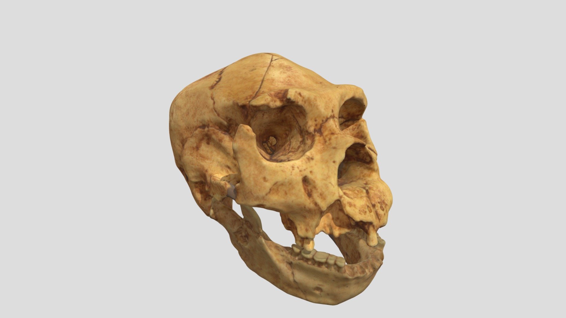 Homo heidelbergensis (crâne et mandibule)