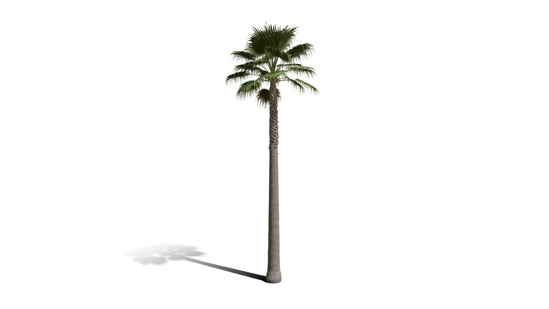 Realistic HD California fan palm (20/25) - Download Free 3D model by