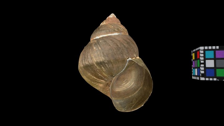 CC0 マルタニシ 🐚 Mud Snail, C. chinensis laeta