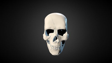 Cracked Skull 3D Model