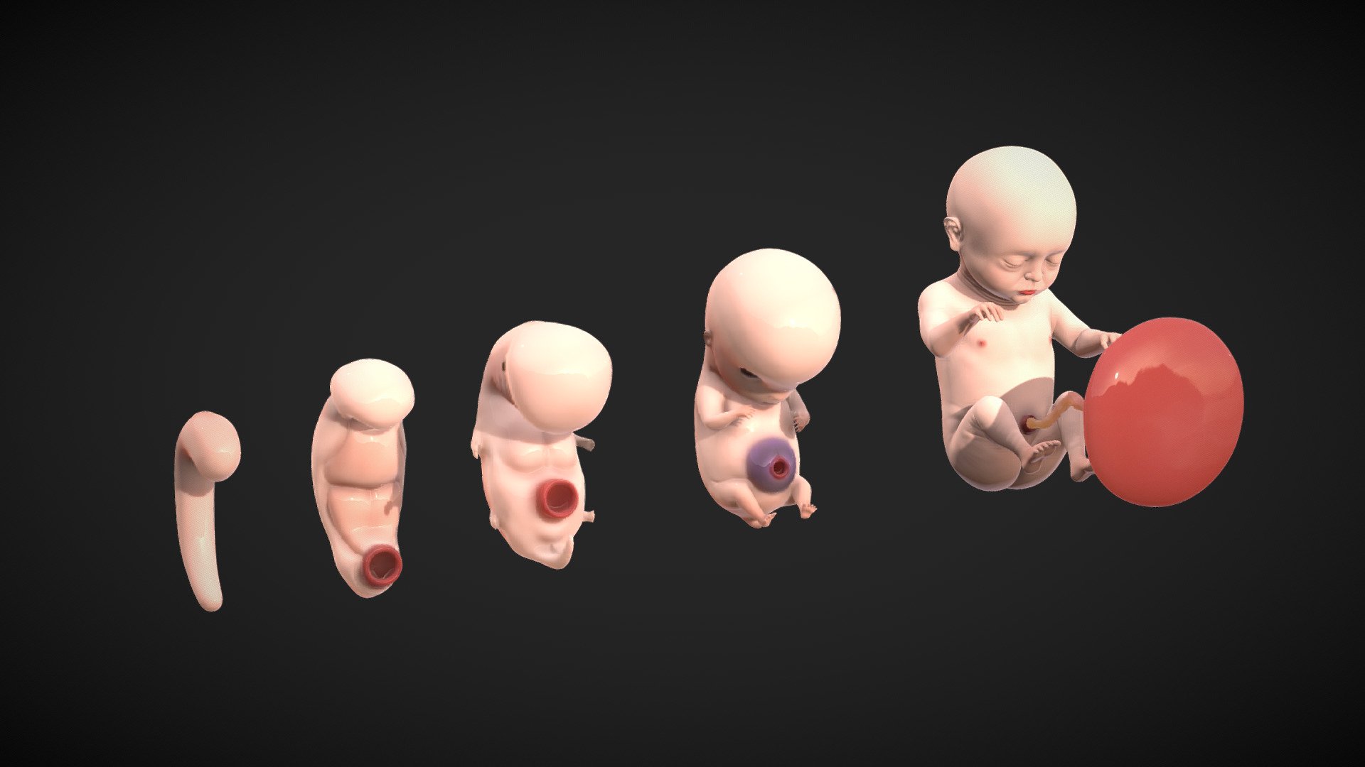 Fetal Development Stages - Human embryonic - Buy Royalty Free 3D model by  Nima (@h3ydari96) [17dd4ae]