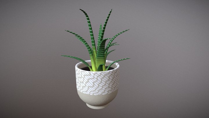 Succulent Pot Plant 3D Model