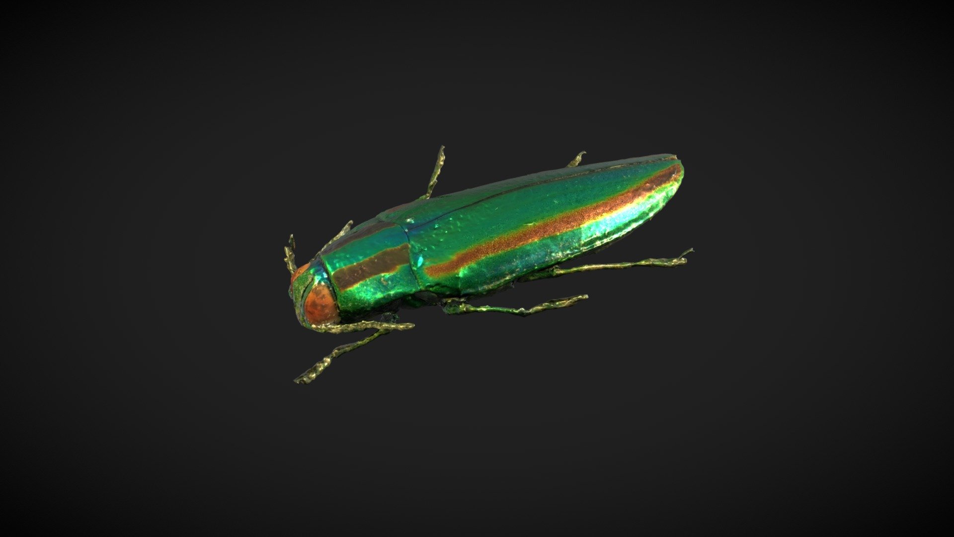 タマムシ - 3D model by おかおか (@loopcut) [17de8c2]