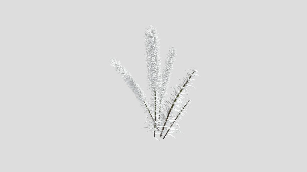 Whit Liatris Flower