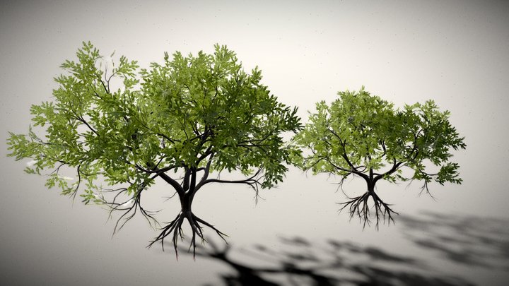 Oak Tree Collection (9 variations) 3D Model