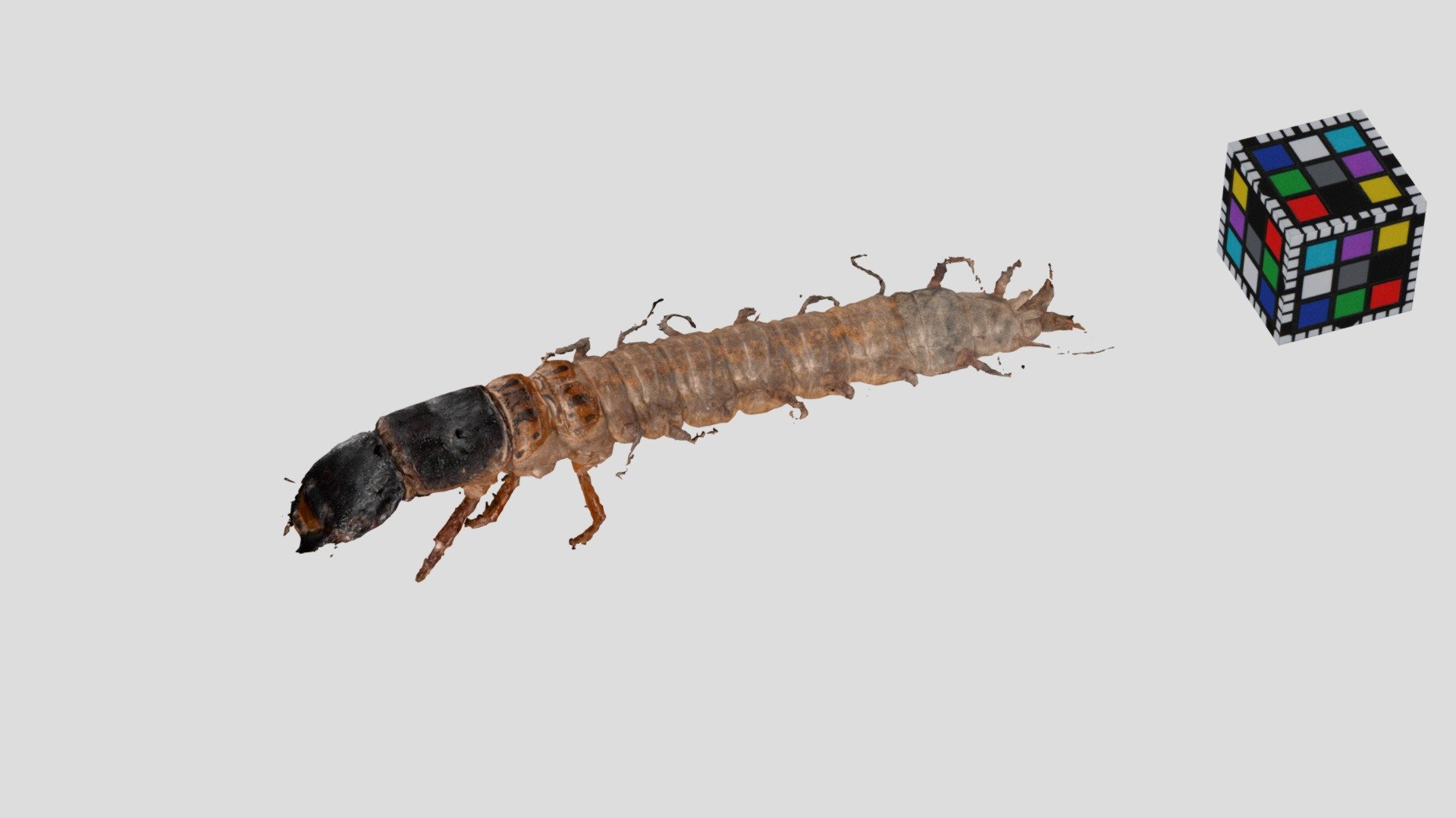 ヤマトクロスジヘビトンボ Fishfly, Parachauliodes japonicus