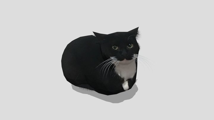 Updated Maxwell The Cat