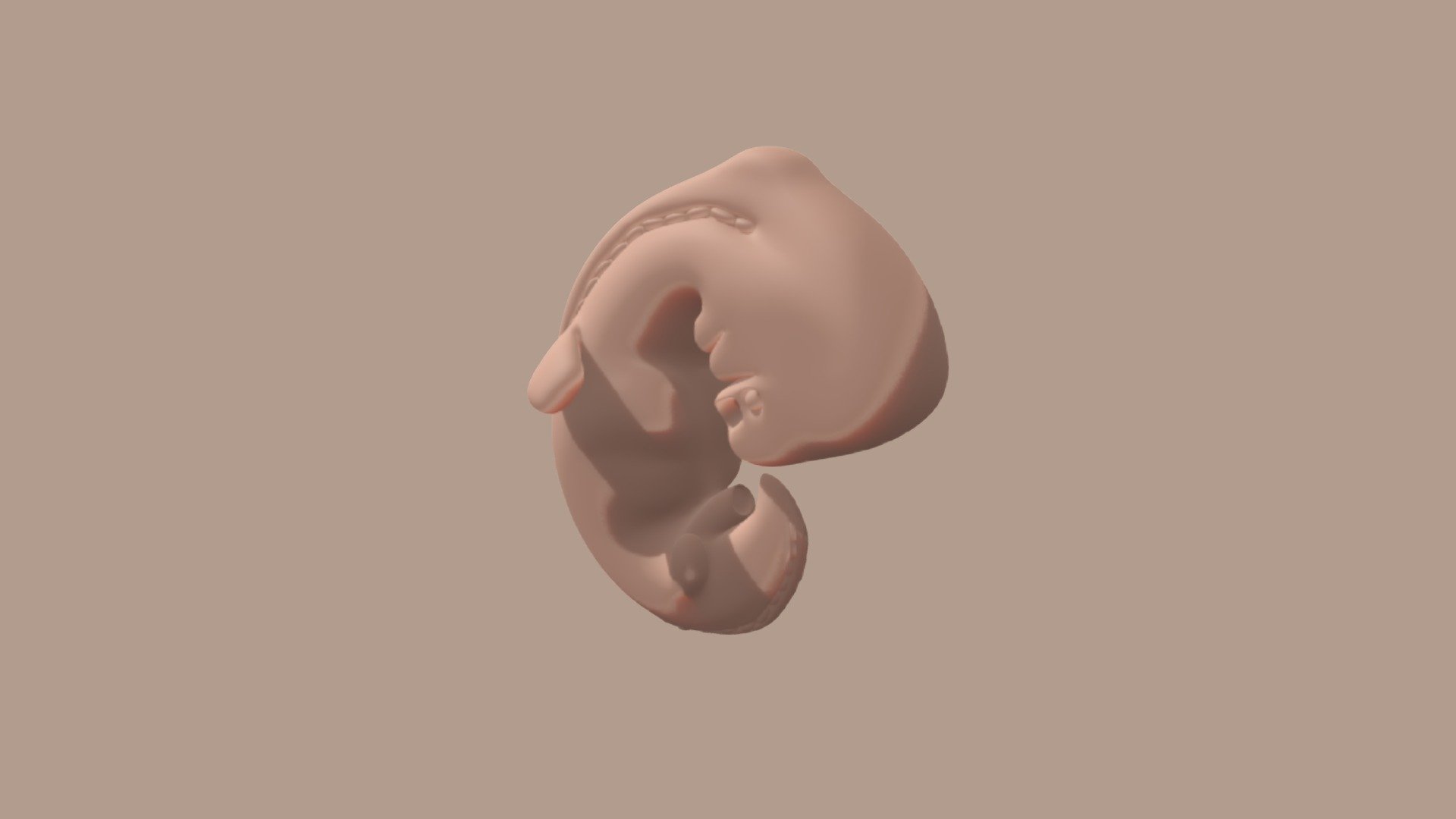 fetus-6-weeks-3d-model-by-newarteest-17e1e02-sketchfab