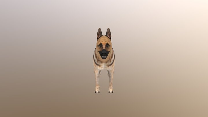 Canino 3D Model