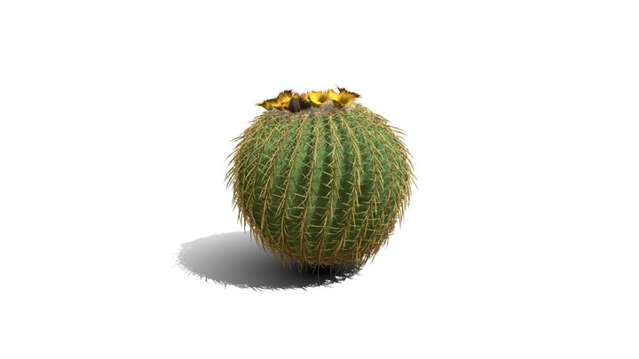 Realistic HD Golden barrel cactus (12/30) 3D Model