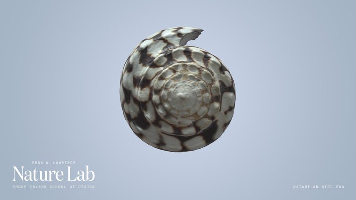 Marbled Cone Shell (large)