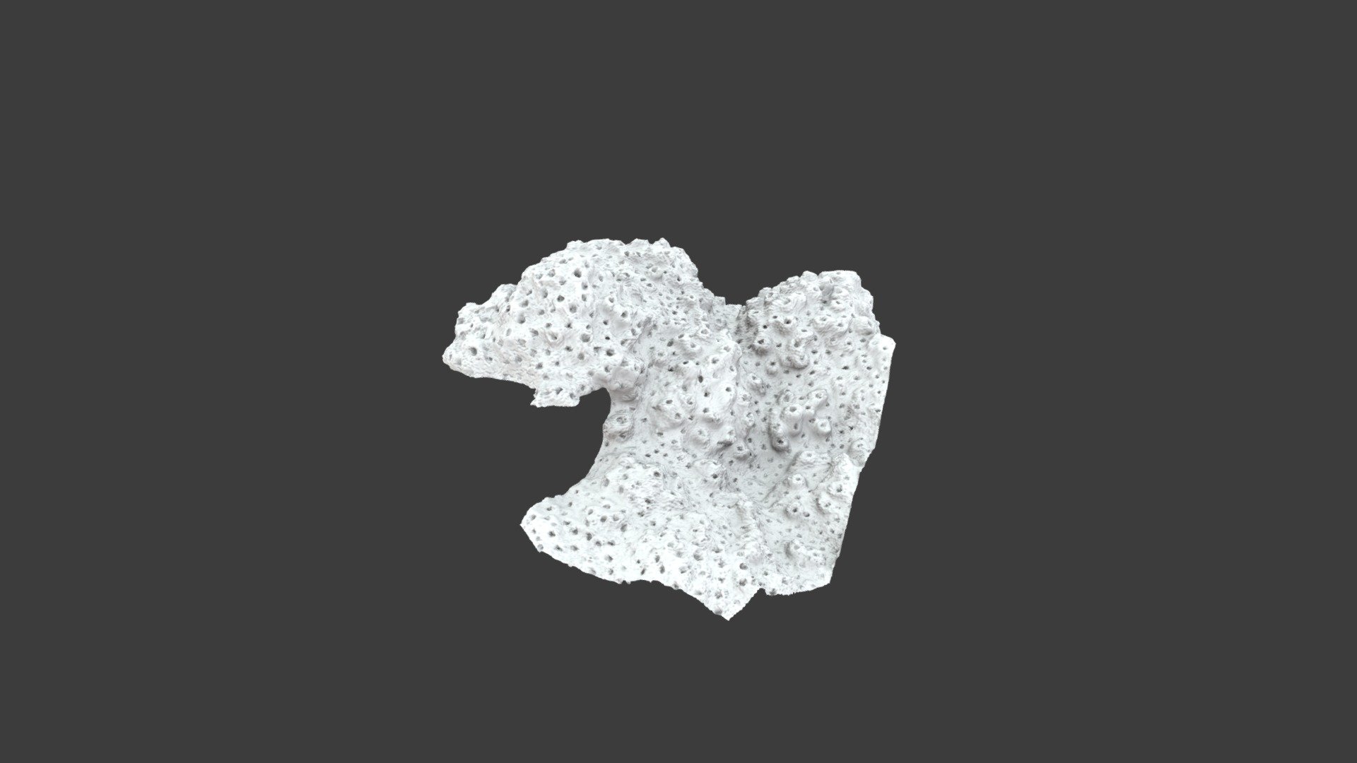 Manopora lichen: Detail View