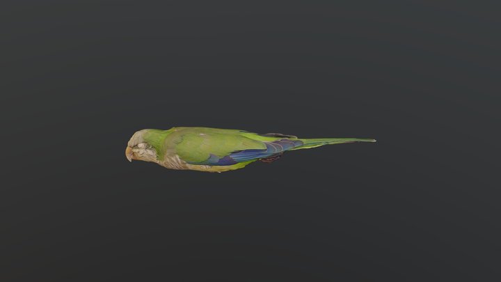 Monk Parakeet - Myiopsitta monachus 3D Model