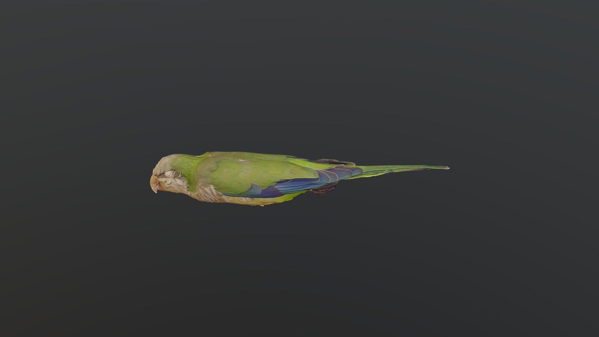 Monk Parakeet - Myiopsitta monachus