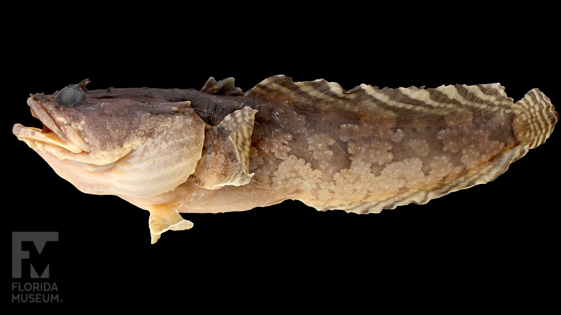 Gulf Toadfish, Batrachoididae - 3D model by FloridaMuseum [17f5744 ...