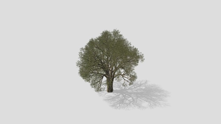 Oak White Forest 3D Model