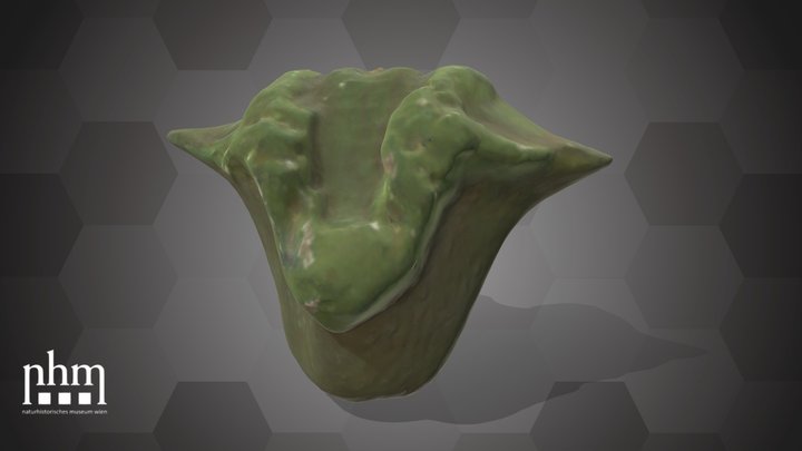 Water Caltrop Fruit (NHMW-AFW-DING-0046-146)