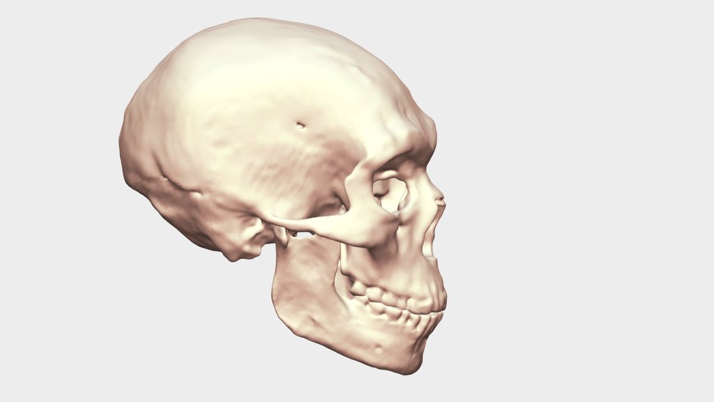 Amud 1 Virtual Reconstruction with Mandible