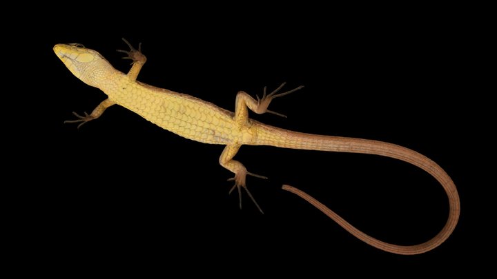 CC0 ニホンカナヘビ 🦎 Japanese Grass Lizard