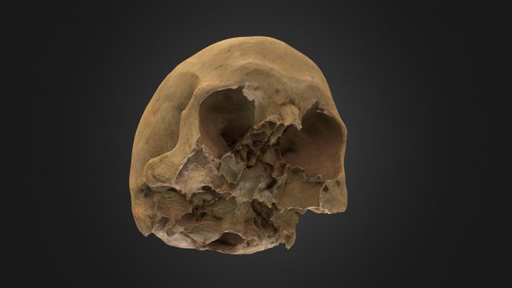 Cráneo humano 2 3D Model