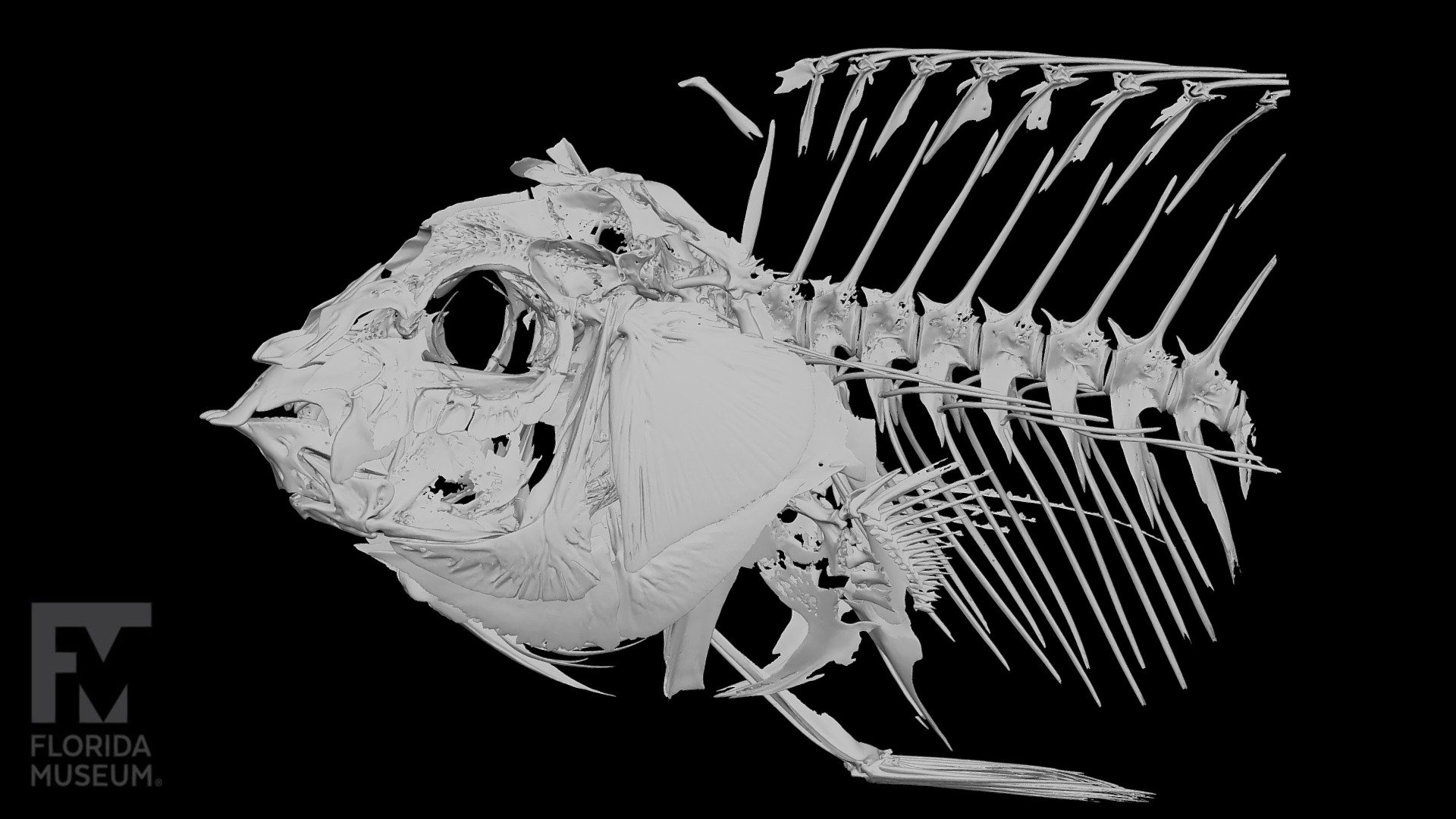 Blue-spotted wrasse, Labridae - 3D model by FloridaMuseum [180de7b ...