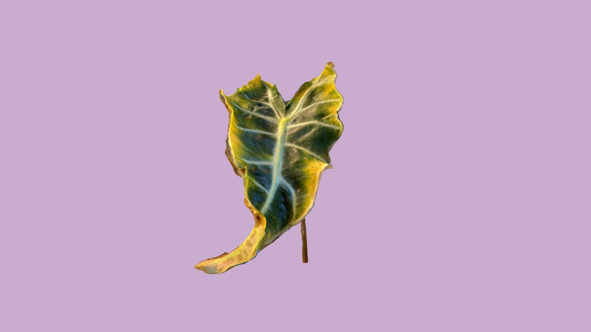 Unhealthy Amazonian elephant ear leaf