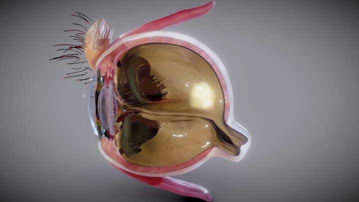 Eye cross-section 3D Model