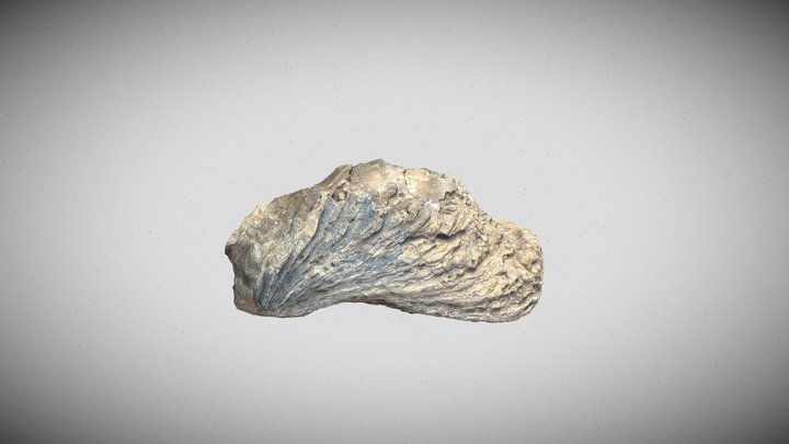 Ostrea sp. 3D Model