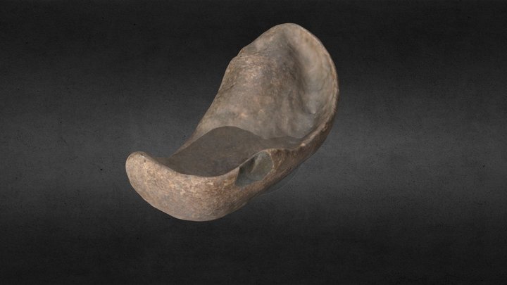 Ear Bone of a Whale 3D Model