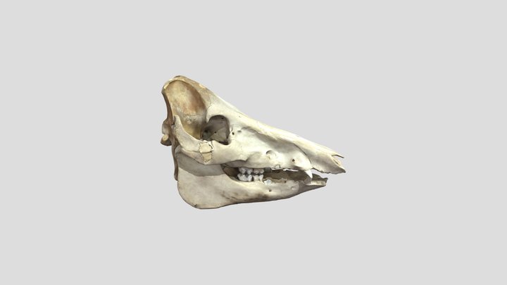Crâne  de porc 3D Model