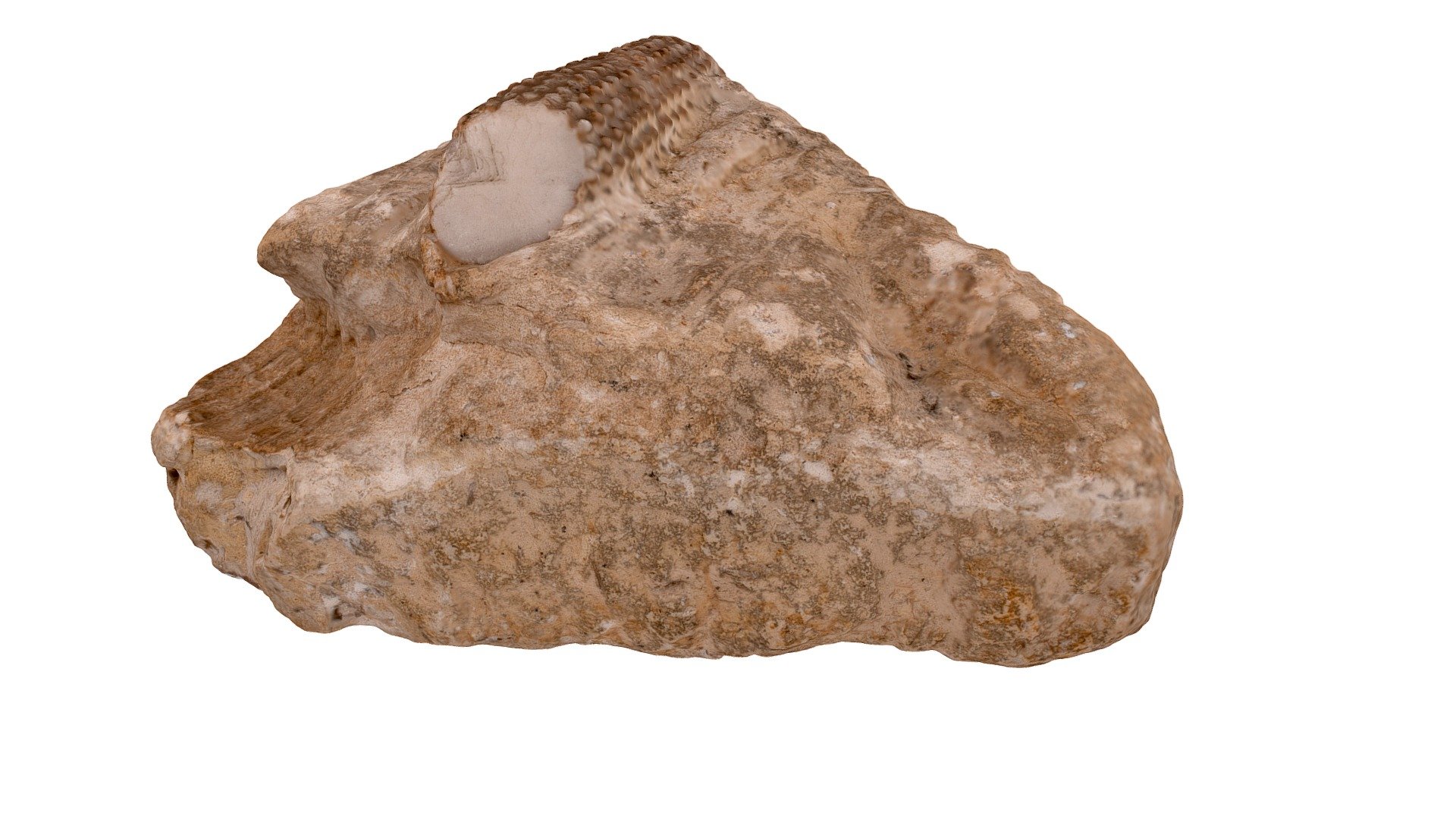 Radiole d'oursin fossilisé