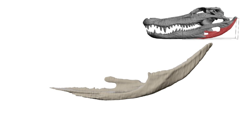 Alligator Angular