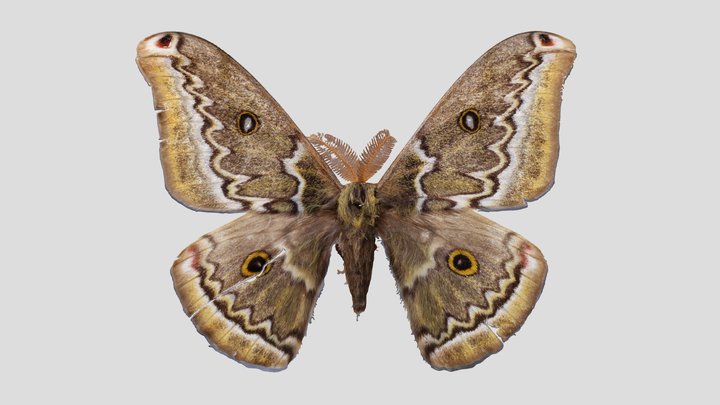 YPM ENT.969195 Moth, Copaxa medea – Kostenloses 3D-Modell STL