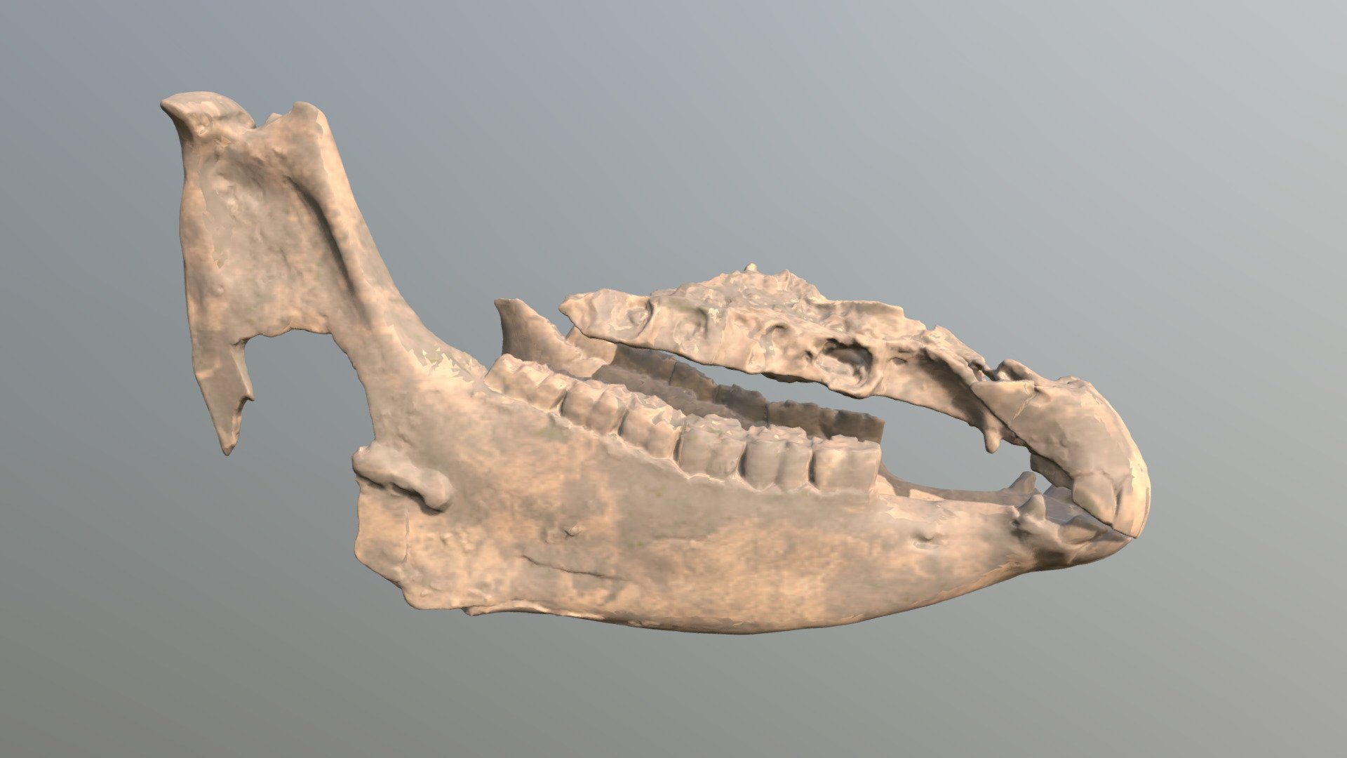 Pseudhipparion Partial Skull - 3D model by Nebraska Public Media ...