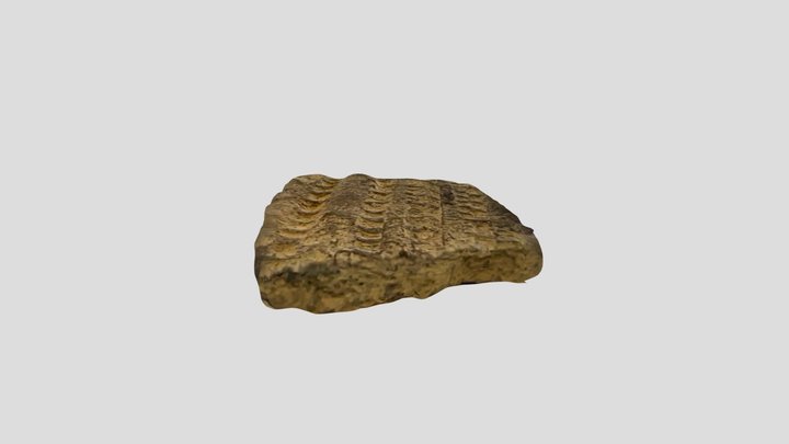 Check Stamp Sherd 3D Model