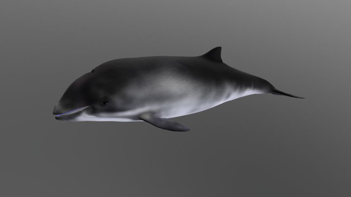 Harbor Porpoise 3D Model