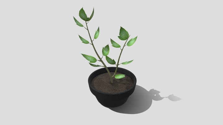 Ivy Plant 3D Model