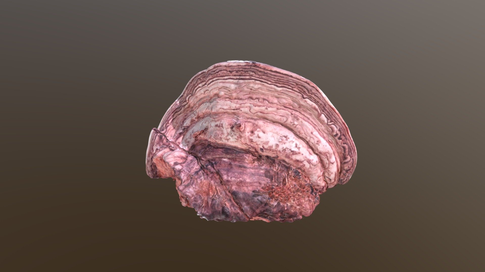 3D Scan of a tinder polypore