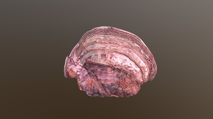3D Scan of a tinder polypore 3D Model