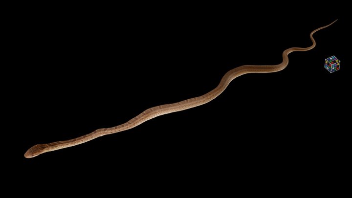 シマヘビ 🐍 Striped Snake, Elaphe quadrivirgata