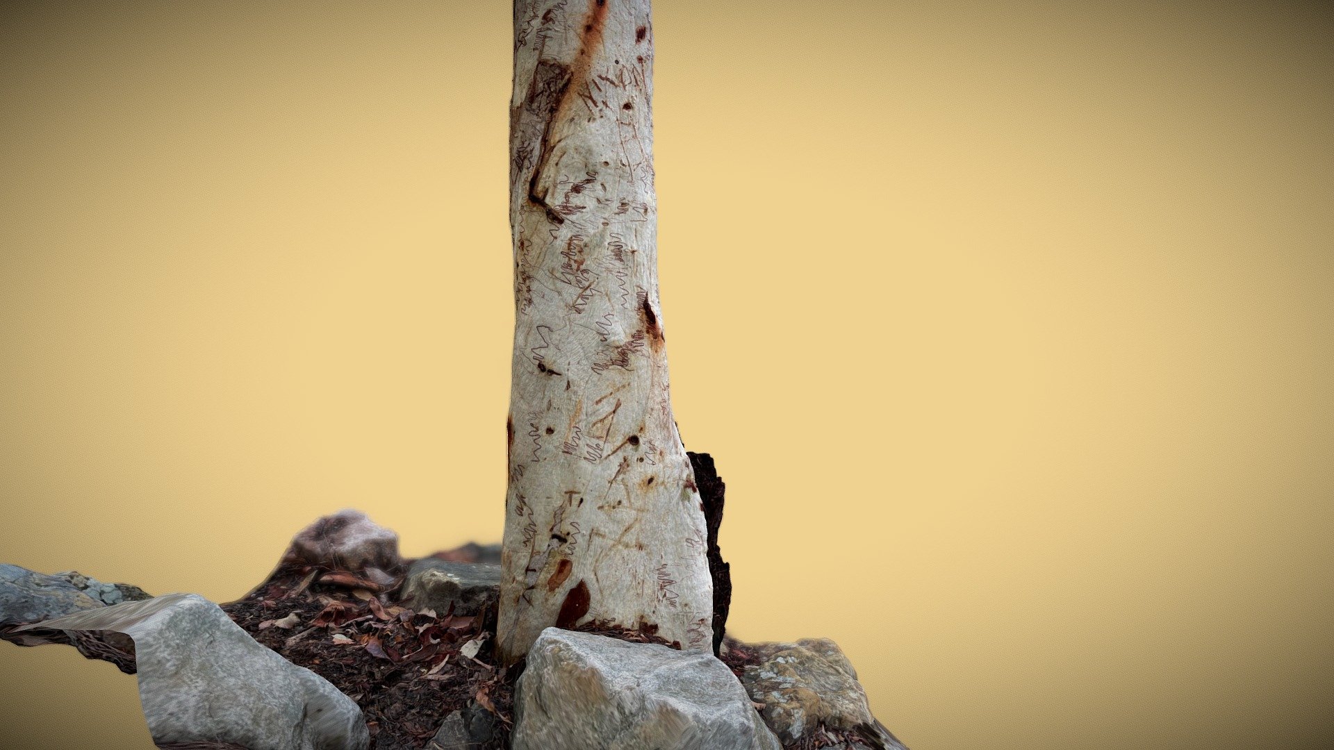 Scribbly Gum Tree Polycam