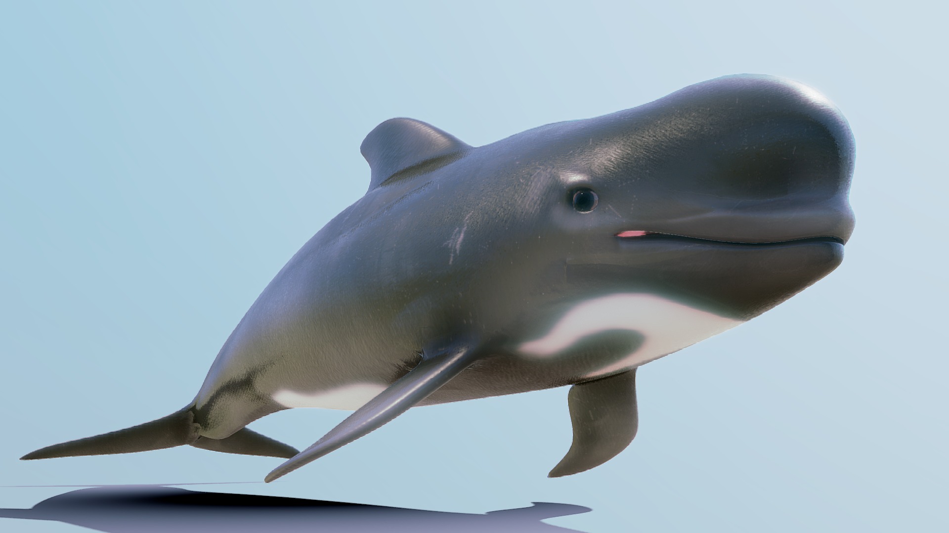 3D model Globicephala Melas - This is a 3D model of the Globicephala Melas. The 3D model is about a dolphin jumping out of the water.