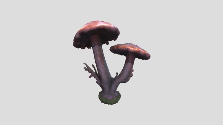 Rotting Mushroom