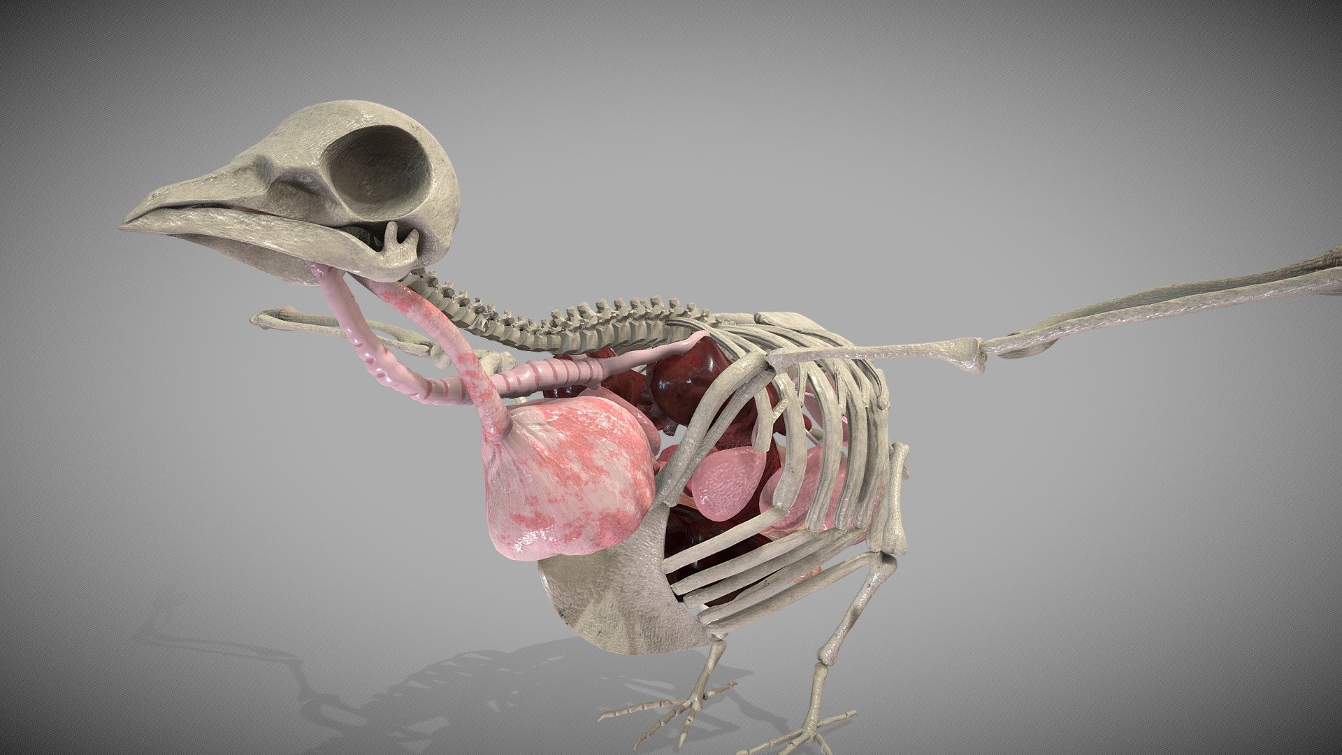 Pigeon Anatomy - Buy Royalty Free 3D model by Ebers (@Ebers) [183cf20