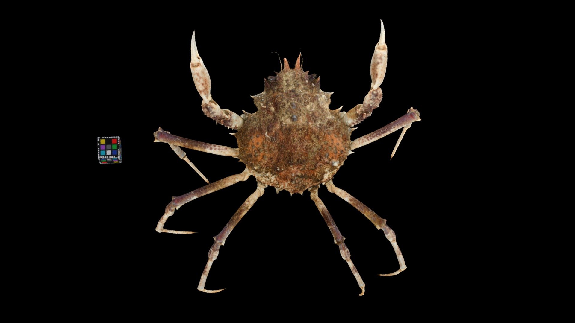 CC0 コシマガニ 🦀 Edwards' Spider Crab, L. edwardsii - Download