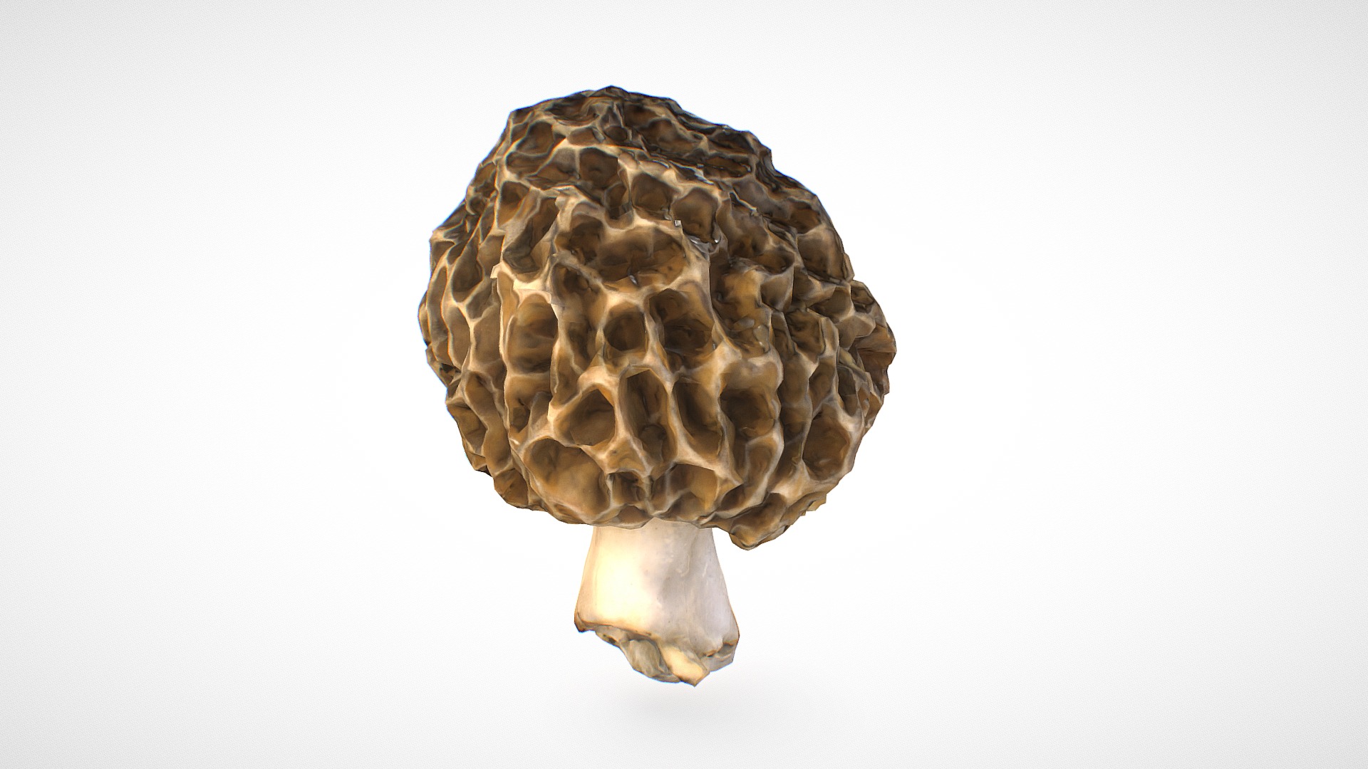 3D model Morchella esculenta mushroom 15 – retopo 8K PBR - This is a 3D model of the Morchella esculenta mushroom 15 - retopo 8K PBR. The 3D model is about a spotted turtle with a white background.