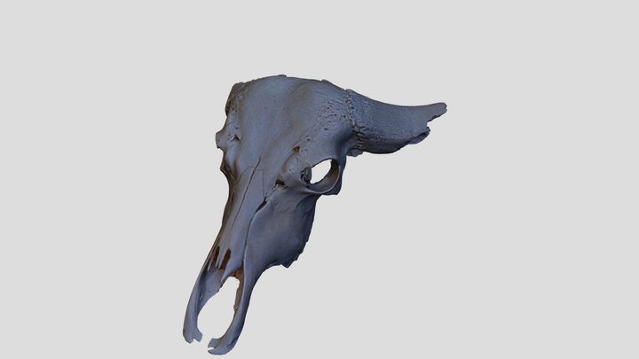 Bubalus Bubalis Cranium 3D Model