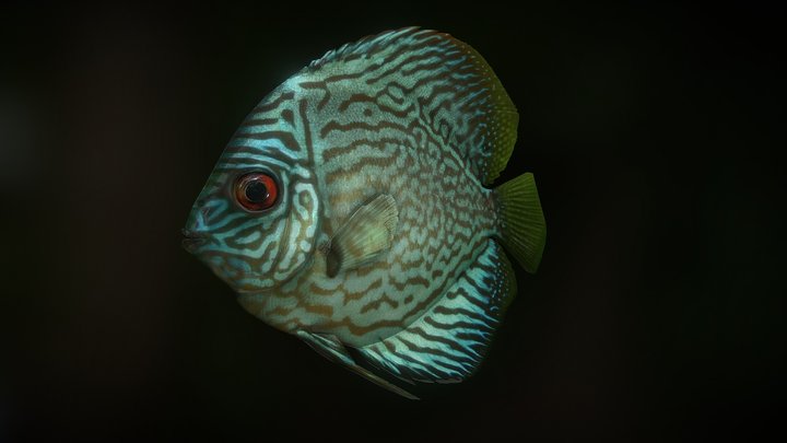 Discus Symphysodon 3D Model