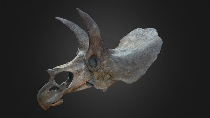 Crâne de tricératops – Modèle 3D gratuit STL