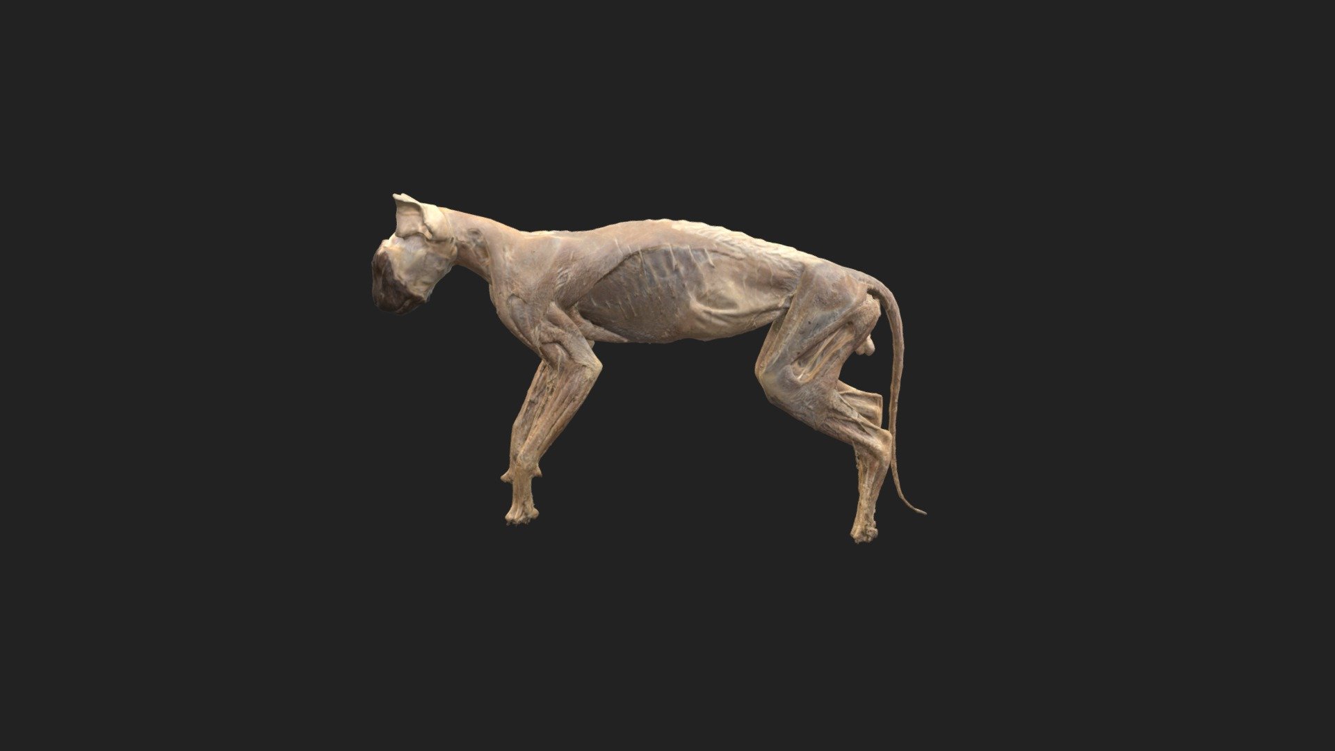 standing cat - annotated forelimb - 3D model by vetanatMunich [184ddb6 ...